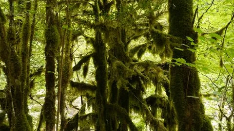 Mossy trees in forest Stock-Fotos