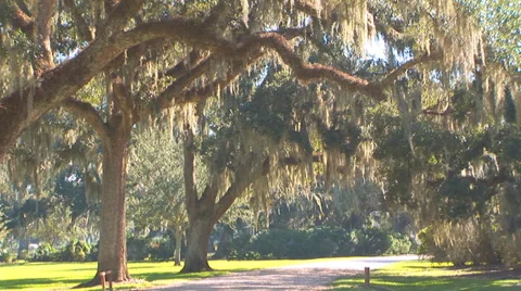 Mossy Trees Over Road Stock Footage 33130423