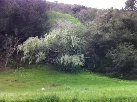 Mossy Trees Stock Photos