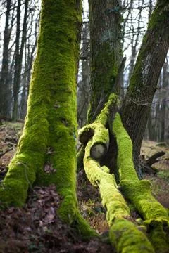 Mossy trees Stock Photos