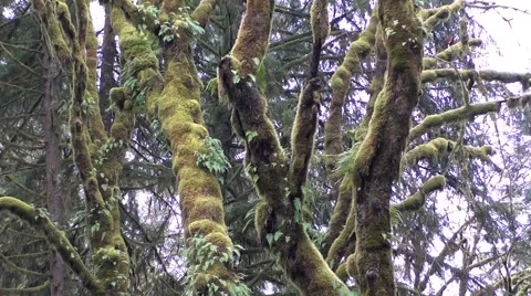 Mossy Trees Rainforest Stock Footage 1057627