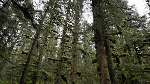 Mossy trees reaching for the sky in alaskan rainforest Stock Footage 328147370