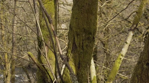 Mossy Trees in Spring sunlight as river rushes behind Stock Footage 141638217