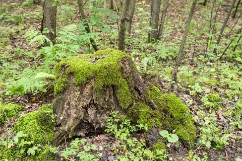 A mossy trunk in a dense old forest in a remote area on a summer day. Summer. Stock Photos