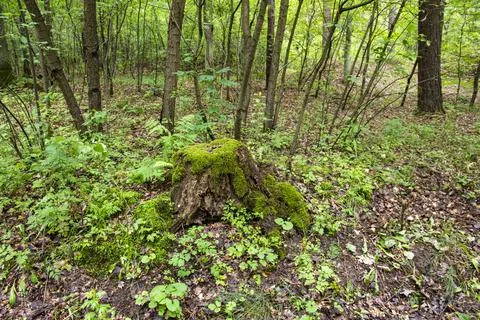 A mossy trunk in a dense old forest in a remote area on a summer day. Summer. Stock Photos