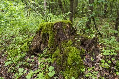 A mossy trunk in a dense old forest in a remote area on a summer day. Summer. Stock Photos