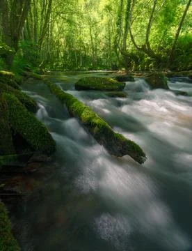 Mossy trunk of a fallen tree in the bed of a river Stock Photos