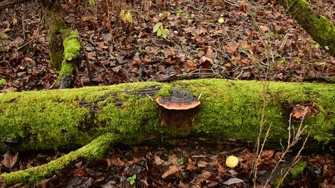 Mossy trunk of a fallen tree Video stock 119217001