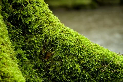 Mossy Trunk Next to River Stock-Fotos