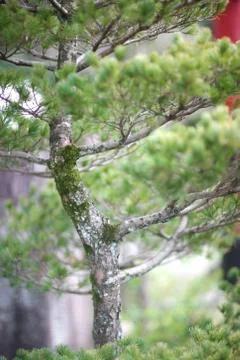Mossy trunk of an old undersized pine with bright green needles Stock Photos