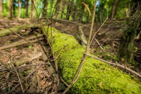 Mossy trunk Stock Photos