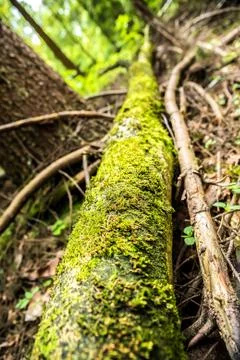 Mossy trunk Stock Photos