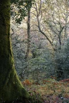 The mossy trunk of a tree forms a natural framework for a lush native forest Stock Photos