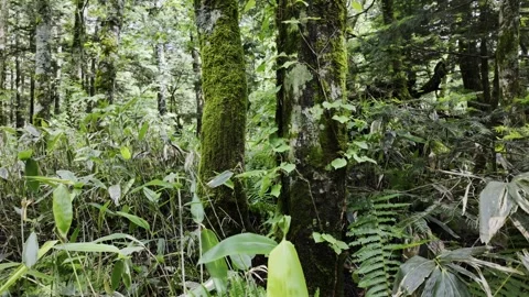 Mossy Trunks and Thick Grass in Deep Forest Stock Footage 334174472