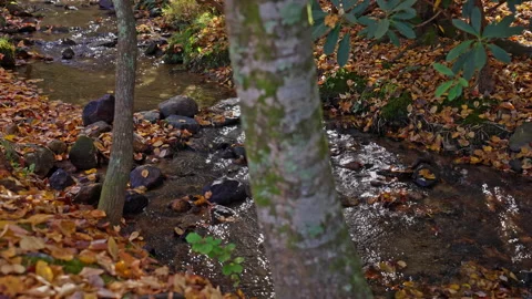 Mossy Trunks by the Autumn Stream Stockbeeldmateriaal 321100579
