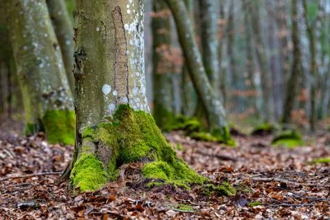 Mossy trunks of a beech tree in the forest. Trees in deciduous forest. Stock Photos