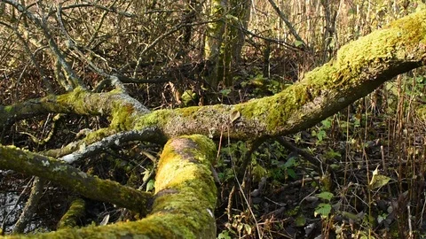 Mossy trunks of fallen trees Stock Footage 118432969