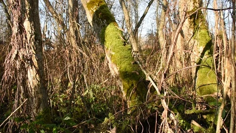 Mossy trunks of growing alder Stock-Footage 118432704