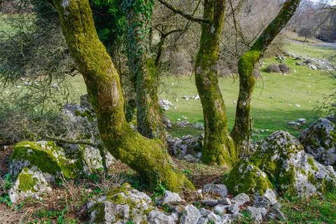 Mossy trunks 写真素材