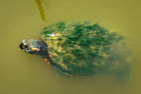Mossy turtle Stock Photos