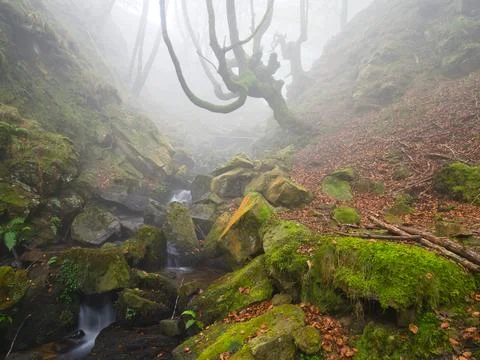 Mossy Twisted Beech Tree over Misty Forest Stream - A mysterious forest sce.. Stock Photos