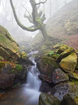 Mossy Twisted Beech Tree over Misty Forest Stream - A mysterious forest sce.. Stock Photos