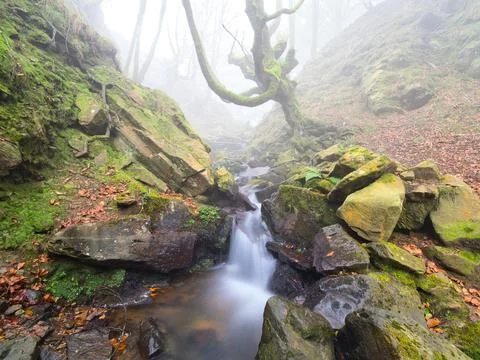Mossy Twisted Beech Tree over Misty Forest Stream - A mysterious forest sce.. Stock Photos