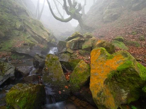 Mossy Twisted Beech Tree over Misty Forest Stream - A mysterious forest sce.. Stock Photos