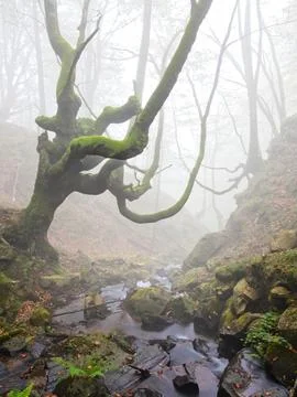 Mossy Twisted Beech Tree over Misty Forest Stream - A mysterious forest sce.. 스톡 사진