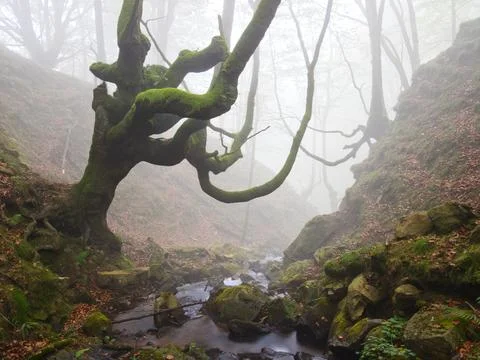Mossy Twisted Beech Tree over Misty Forest Stream - A mysterious forest sce.. Foto stock