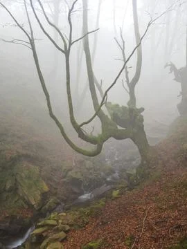 Mossy Twisted Beech Tree over Misty Forest Stream - A mysterious forest sce.. Stock Photos