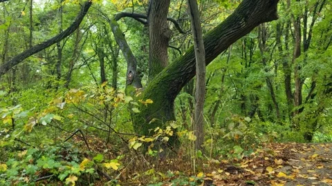 Mossy twisted tree in deep green forest during daylight Stock Footage 319526554
