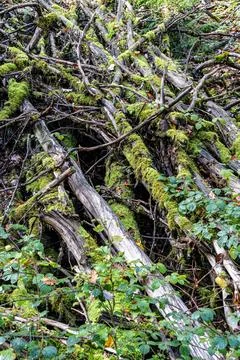 Mossy undergrowth in the middle of the dark forest Stock Photos