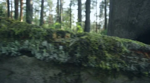 Mossy undergrowth in mountain forest path 库存影片 43901292