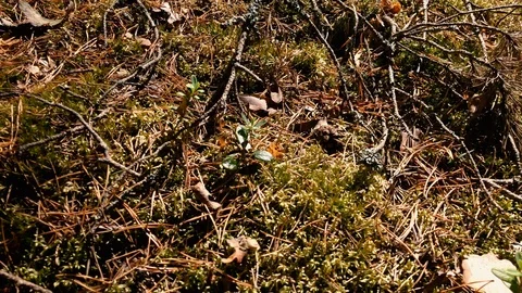 Mossy Undergrowth Pine Needles - Sweden Forest Видео 119120553