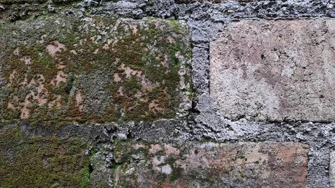 Mossy wall background texture Stock Photos