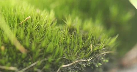 Mossy on the wall Vídeos de archivo 335687697