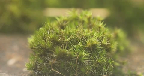 Mossy on the wall 스톡 동영상 335687709