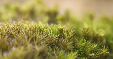 Mossy on the wall Vídeos de archivo 335687899