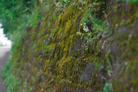 Mossy wall Stock Photos