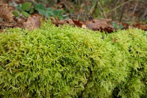 Mossy Wall. Stock Photos