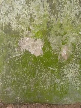 Mossy wall Stock Photos