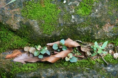 Mossy walls Foto stock