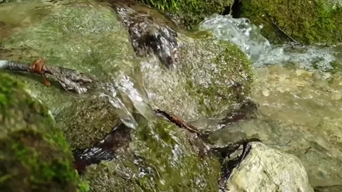 Mossy waterfall between stones Stock Footage 151919389