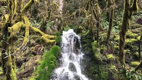 Mossy waterfall Vídeos de archivo 76504735