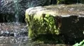 Mossy Waterfall Stones 143701 HD Footage