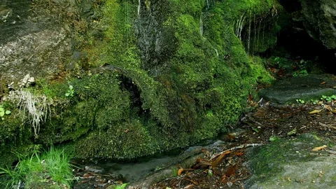 Mossy Waterfall Stream 動画素材 77043895