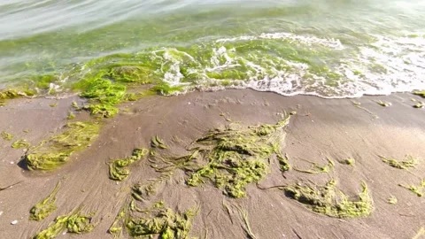 Mossy Waves // Man Walking Along the Seaside of Marmara Sea in Mossy Waves (4K) Stock Footage 208860503