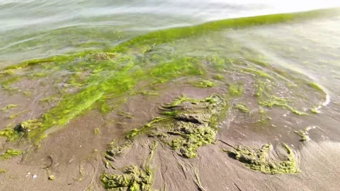 Mossy Waves Timelapse // Man and Woman Walking Along the Seaside of Marmara Sea Stock Footage 208860495