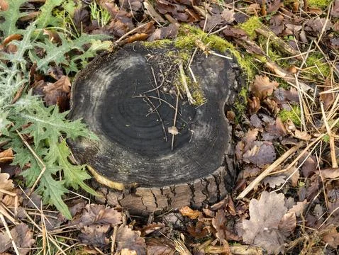 Mossy weathered tree stump with thistle plant, pine needles and autumn leav.. Stock Photos